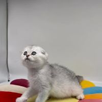 Magic Kittens Cattery ico