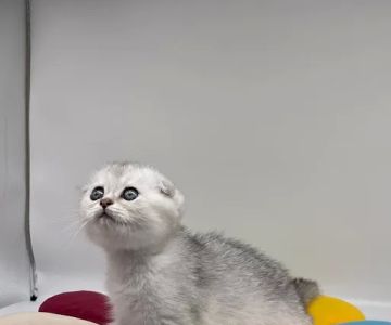 Magic Kittens Cattery