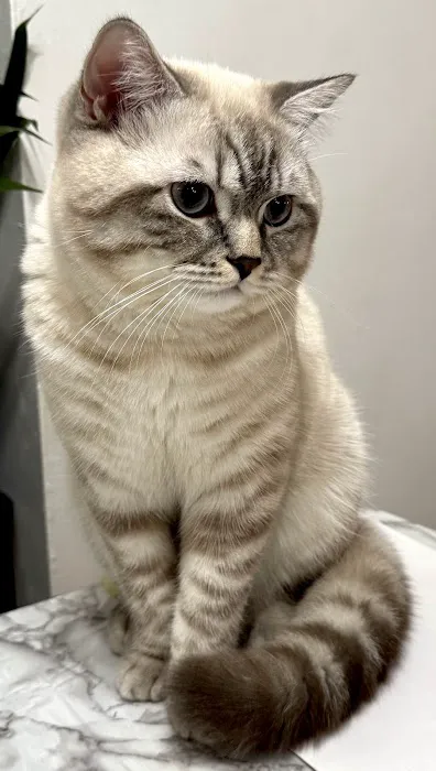 Magic Kittens Cattery 6