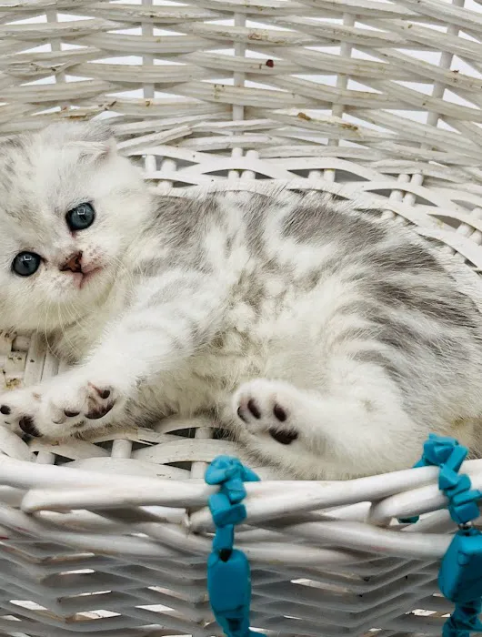 Magic Kittens Cattery 4