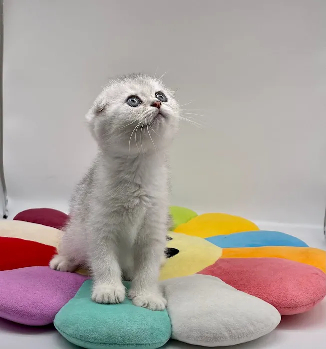 Magic Kittens Cattery 5
