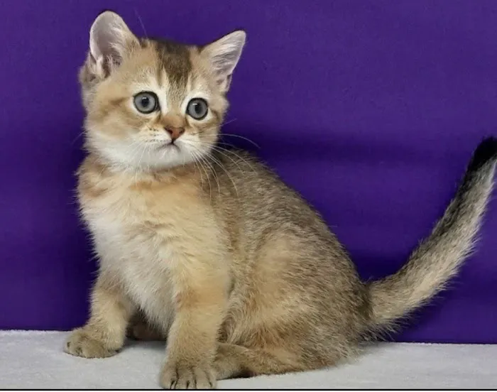 Magic Kittens Cattery 9