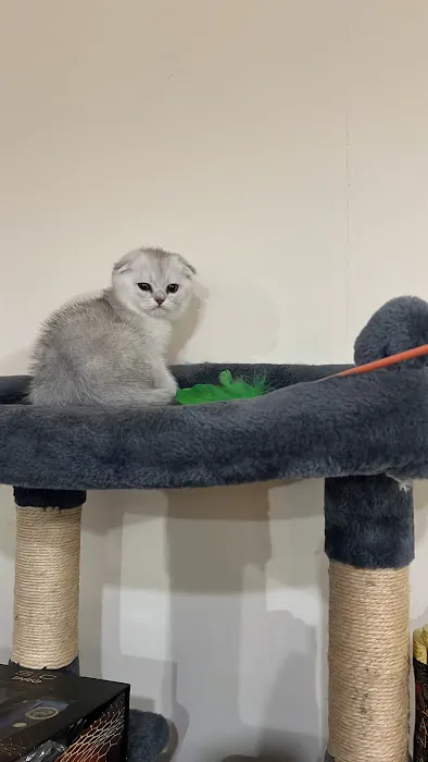 Magic Kittens Cattery 10