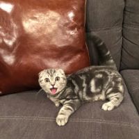Scottish Fold Kittens NYC ico