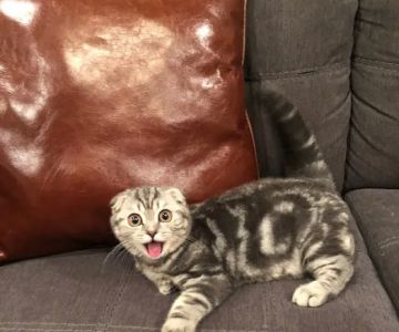 Scottish Fold Kittens NYC