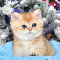 InterPets.NYC - British Shorthair Kittens ico