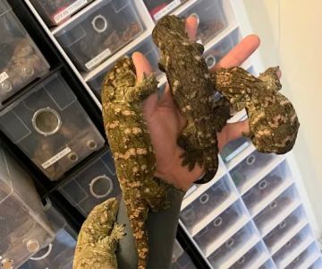 Self Trusted Reptiles
