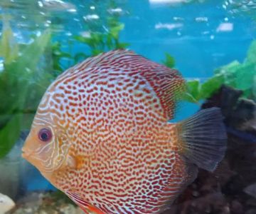 Fishtopia