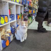 The Pet Market ico