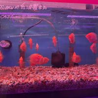 Kissena Aquarium Inc ico