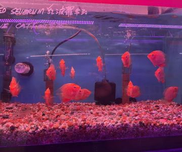 Kissena Aquarium Inc