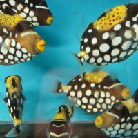KHC Aquarium ico