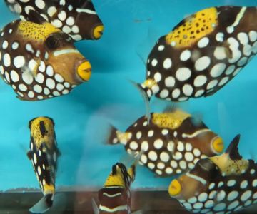 KHC Aquarium