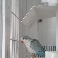 Petco ico
