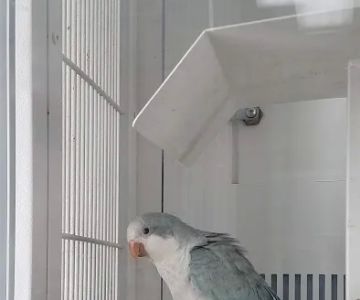 Petco