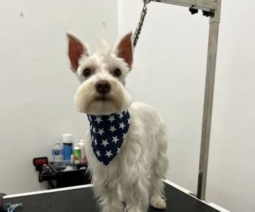 Pet Crew Pet Shop