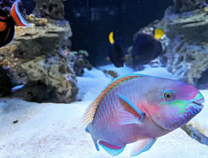 HealTanks Aquarium Services 1