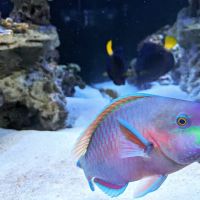 HealTanks Aquarium Services ico