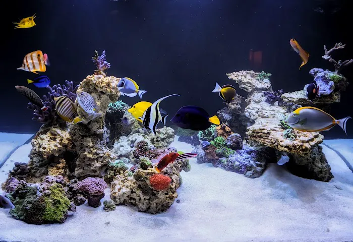 HealTanks Aquarium Services 2