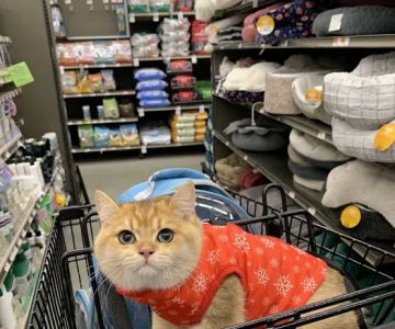 Petco
