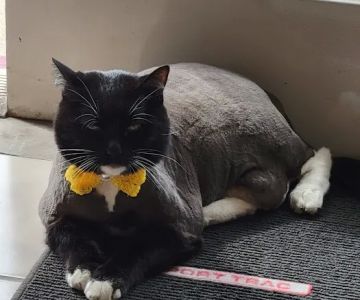 My love Pets and Grooming