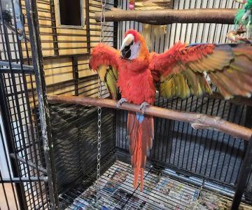 A&Serg Rehoming Birds