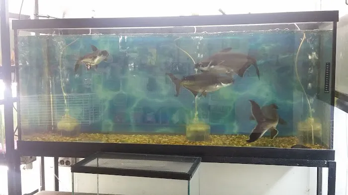 J & J Pet Shop 7