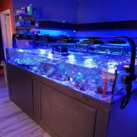 The Reef Shoppe ico