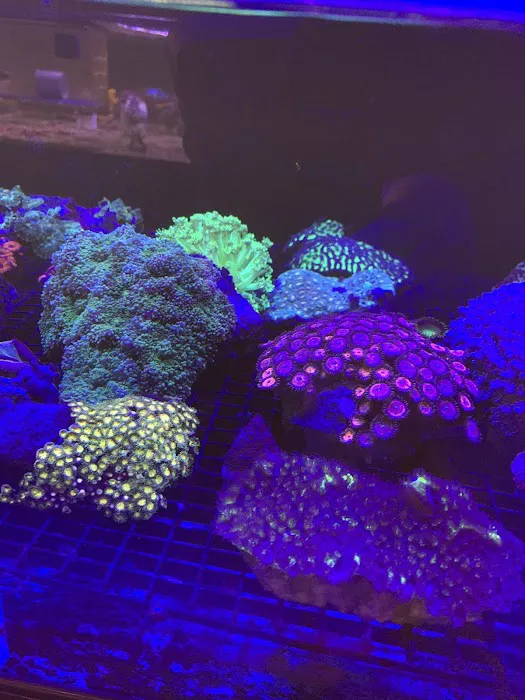 The Reef Shoppe 9