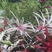 Happy Aquarium Plants ico