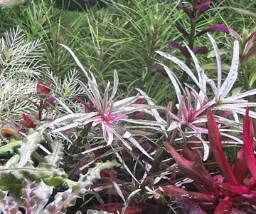 Happy Aquarium Plants