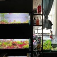Happy Aquarium Plants ico