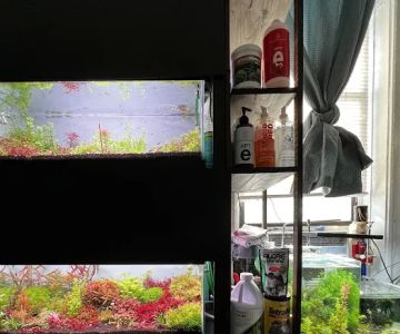 Happy Aquarium Plants