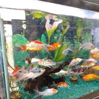 Whole Pets Market ico