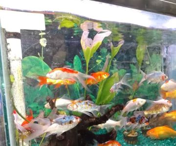 Whole Pets Market