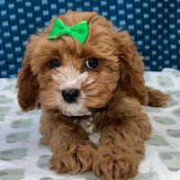 Zoo-Rama Pet Shop ico