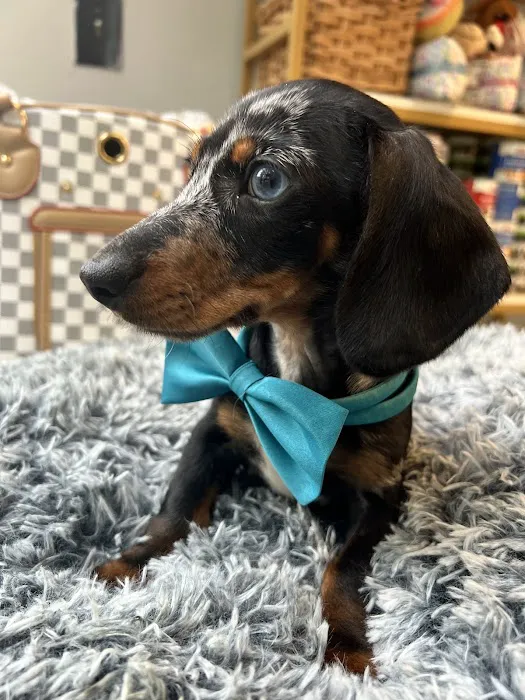 Vanity Pups Boutique 2