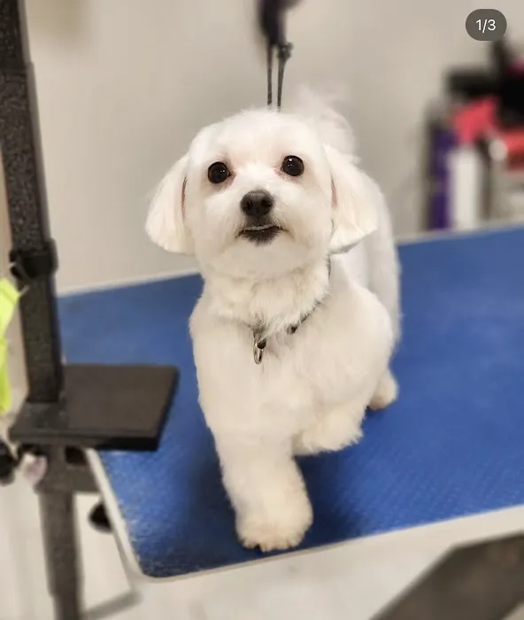 Vanity Pups Boutique 7