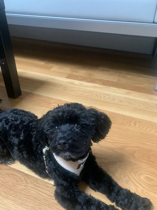 Vanity Pups Boutique 4