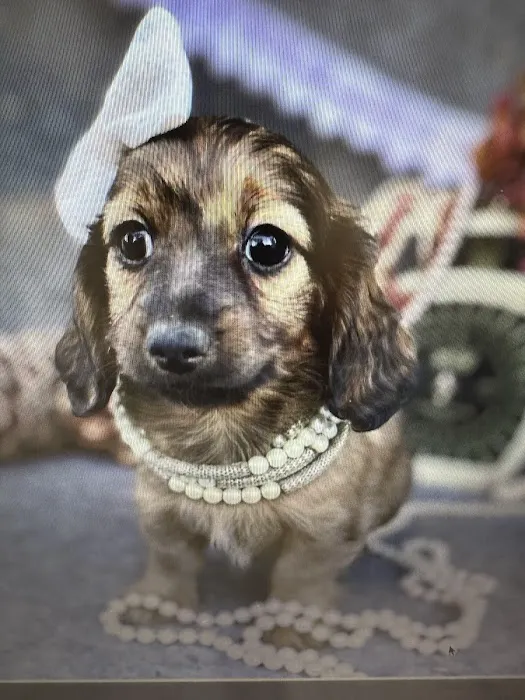 Vanity Pups Boutique 5