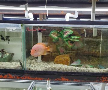 AquaScapeOnline