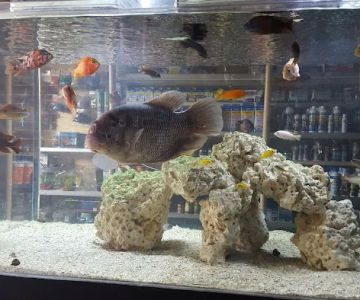 Aquarium Paradise