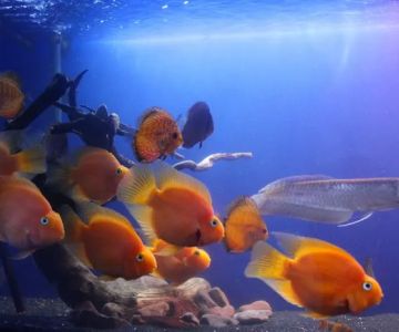 Life in Aquarium