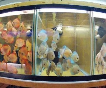 Discus Madness Inc. Showroom open to the public.