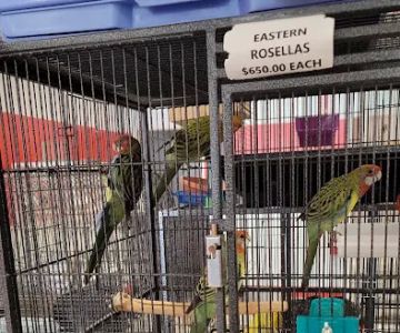 Birds By Joe 2