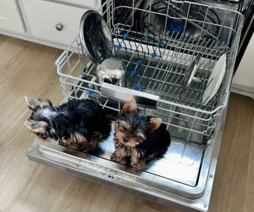 Yorkie Puppies For rehoming USA