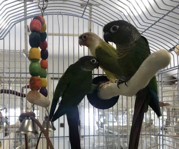 Parrot Haven