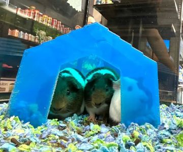BM Exotic Pets