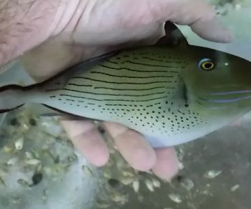 Aquatics & More (wholesale only)