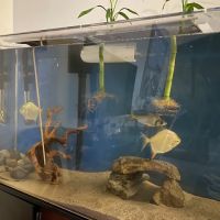 Interior Ocean Designs / Aquarium Tropical Fish Store ico